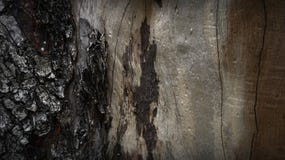 Art  Photo Background The shadow of the Old log wooden from Thailand