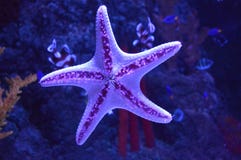 photo-beautiful-purple-starfish-aquarium