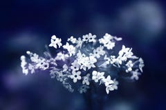 A photo of the bouquet of wild field flowers at night time under the moonlight. Gothic mood, melancholic atmosphere. A photo of the bouquet of wild field Stock Image A photo of the bouquet of wild field flowers at night time under the moonlight. Gothic mood, melancholic atmosphere. A photo of the bouquet of wild field Stock Image