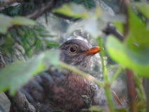 camouflaged baby bird hiding in her nest