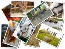 Photo Cards Of Animals Stock Photo
