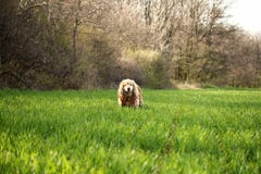 Photo of Cocker Spaniel Dog on Grass Field Royalty Free Stock Photography Photo of Cocker Spaniel Dog on Grass Field Royalty Free Stock Photography