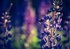 Photo de vintage des fleurs de loup Image libre de droits Photo de vintage des fleurs de loup Image libre de droits