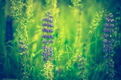 Photo de vintage des fleurs de loup Photo stock Photo de vintage des fleurs de loup Photo stock