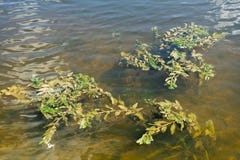 Photo des algues dans l'eau de rivière images stock Photo des algues dans l'eau de rivière images stock