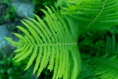 Photo of fern leaf in close up stock photography Photo of fern leaf in close up stock photography