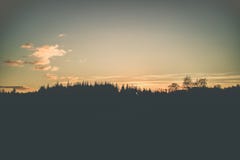 Photo of Forest Trees Under Calm Sky Stock Photo Photo of Forest Trees Under Calm Sky Stock Photo