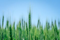 Photo Green Wheat Field. Cultivation Of Grain Crops. Stock Photography Photo Green Wheat Field. Cultivation Of Grain Crops. Stock Photography