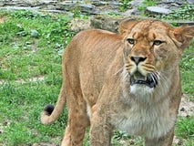 Photo haute de jeune fin de lion Photographie stock Photo haute de jeune fin de lion Photographie stock