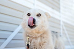 Photo of labrador dog looking at camera against white wooden building