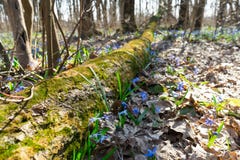 Photo Of The First Flowers After Winter Growing In The Wild Forest. Stock Photo Photo Of The First Flowers After Winter Growing In The Wild Forest. Stock Photo