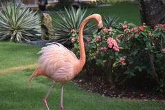 Pink Flamingo paying us a visit royalty free stock photo Pink Flamingo paying us a visit royalty free stock photo