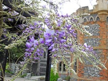 Beautiful delicate wisteria flowers petals spring summer plants royalty free stock photos Beautiful delicate wisteria flowers petals spring summer plants royalty free stock photos