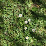 Photo realistic texture of green grass in high resolution stock photos Photo realistic texture of green grass in high resolution stock photos