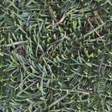 Photo realistic texture of green plants in high resolution royalty free stock photography Photo realistic texture of green plants in high resolution royalty free stock photography