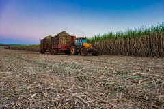 sugar cane field mechanical harvesting with a tractor carrying harvest stock photo sugar cane field mechanical harvesting with a tractor carrying harvest stock photo
