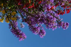 Colorful Flowering Plant in Bloom With Bright Blue Sky Background stock image Colorful Flowering Plant in Bloom With Bright Blue Sky Background stock image