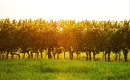 Vineyard in the golden sun stock photography Vineyard in the golden sun stock photography