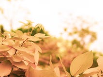 Photo wallpaper leaves, macro, trees, background, tree, Wallpaper, yellow leaves Falling autumn leaves over Yellow Blurred Fall stock image Photo wallpaper leaves, macro, trees, background, tree, Wallpaper, yellow leaves Falling autumn leaves over Yellow Blurred Fall stock image