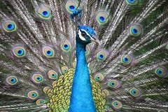 Blue Peacock With Colorful Feathers