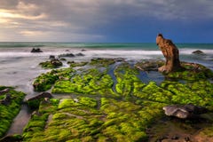 Nature Seascape with Exotic Boulder and Green Moss Covered Rocks at Dawn royalty free stock image Nature Seascape with Exotic Boulder and Green Moss Covered Rocks at Dawn royalty free stock image