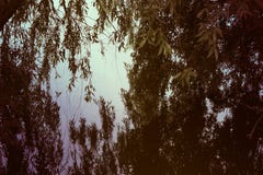 Photo of a willow above the river stock photo Photo of a willow above the river stock photo