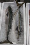 A Photo of Yellowtail or Hamachi at fish market royalty free stock photos A Photo of Yellowtail or Hamachi at fish market royalty free stock photos