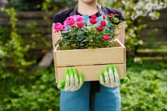 Photo of young woman in gloves with box with roses standing in garden