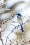 Photographie d'oiseau d'hiver - l'oiseau bleu sur la neige a couvert l'arbre de buisson photos libres de droits Photographie d'oiseau d'hiver - l'oiseau bleu sur la neige a couvert l'arbre de buisson photos libres de droits