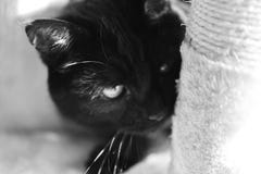 Photography in black and white of a cat in semi-close-up royalty free stock image Photography in black and white of a cat in semi-close-up royalty free stock image