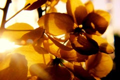 Photography of Petal Flower Stock Image Photography of Petal Flower Stock Image