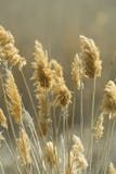 Phragmites Royalty Free Stock Photography Phragmites Royalty Free Stock Photography