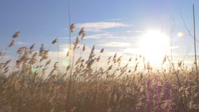 Phragmites australis della canna selvatica nell'inverno con neve Primavera in anticipo in Lettonia archivi video Phragmites australis della canna selvatica nell'inverno con neve Primavera in anticipo in Lettonia archivi video