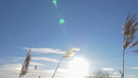 Phragmites do junco comum australásio no inverno com neve Mola adiantada em Letónia filme Phragmites do junco comum australásio no inverno com neve Mola adiantada em Letónia filme