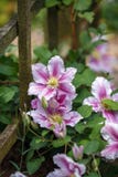 Pi?kny g??boki - menchie, purpury kwitn? Clematis w ogr?dzie obraz royalty free Pi?kny g??boki - menchie, purpury kwitn? Clematis w ogr?dzie obraz royalty free