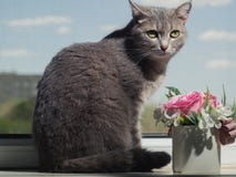 Pi?kny szary zielonooki kot z czarny i bia?y lampasami k?ama na windowsill i patrzeje troszk? zdala od kamery zdjęcia stock Pi?kny szary zielonooki kot z czarny i bia?y lampasami k?ama na windowsill i patrzeje troszk? zdala od kamery zdjęcia stock