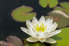 Pi?kny waterlily lub lotosowy kwiat w stawie zdjęcie stock Pi?kny waterlily lub lotosowy kwiat w stawie zdjęcie stock