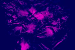 Pi?kny zbli?enie tekstur abstrakt spada? upierza czer?, purpura kolor odizolowywaj?cego ?ciennego wz?r i t?o i obraz royalty free Pi?kny zbli?enie tekstur abstrakt spada? upierza czer?, purpura kolor odizolowywaj?cego ?ciennego wz?r i t?o i obraz royalty free