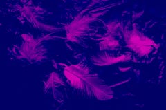 Pi?kny zbli?enie tekstur abstrakt spada? upierza czer?, purpura kolor odizolowywaj?cego ?ciennego wz?r i t?o i obrazy royalty free Pi?kny zbli?enie tekstur abstrakt spada? upierza czer?, purpura kolor odizolowywaj?cego ?ciennego wz?r i t?o i obrazy royalty free