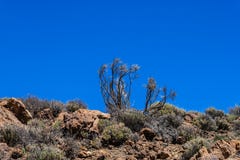 Piani indigeni nel parco nazionale di Teide, flora sul vulcano Tenerife, isole Canarie, Spagna - immagine immagini stock Piani indigeni nel parco nazionale di Teide, flora sul vulcano Tenerife, isole Canarie, Spagna - immagine immagini stock