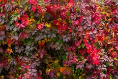 Pianta con le foglie di rosso su una parete Fotografie Stock Pianta con le foglie di rosso su una parete Fotografie Stock