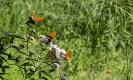 Pianta del cardo selvatico con tre farfalle di Aglaia in una fila immagine stock Pianta del cardo selvatico con tre farfalle di Aglaia in una fila immagine stock