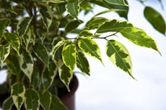 Pianta del Ficus Fotografie Stock Pianta del Ficus Fotografie Stock