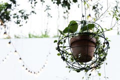 Pianta del rampicante in vaso di argilla che pende dal soffitto fotografie stock libere da diritti Pianta del rampicante in vaso di argilla che pende dal soffitto fotografie stock libere da diritti