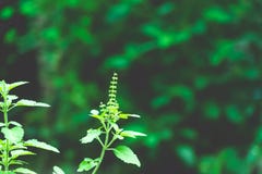 Pianta dell'albero di verde di Tulasi fotografia stock Pianta dell'albero di verde di Tulasi fotografia stock