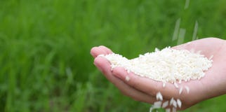 Pianta nel concetto della natura fotografia stock libera da diritti Pianta nel concetto della natura fotografia stock libera da diritti
