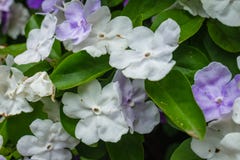 Pianta paraguaiana del gelsomino con i fiori bianchi e viola immagine stock libera da diritti Pianta paraguaiana del gelsomino con i fiori bianchi e viola immagine stock libera da diritti