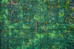 Pianta verde dell'edera fotografie stock libere da diritti Pianta verde dell'edera fotografie stock libere da diritti