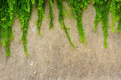 Pianta verde fresca della foglia sul fondo della parete di lerciume. Immagine Stock Libera da Diritti Pianta verde fresca della foglia sul fondo della parete di lerciume. Immagine Stock Libera da Diritti