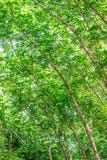 Piantagione di gomma nella foresta Fotografia Stock Libera da Diritti